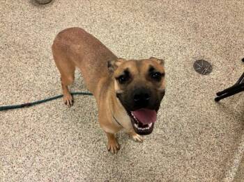 Pit Bull Terrier and Mixed Breed Dogs Available for Adoption in Colorado Springs, Colorado - MERAK | PetCurious