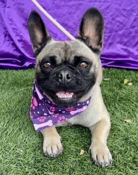 THELMA -  French Bulldog Dog for Adoption in Rowland Heights, California - THELMA | PetCurious