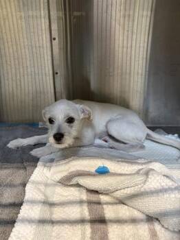 Terrier and Mixed Breed Dogs Available for Adoption - OATMEAL | PetCurious