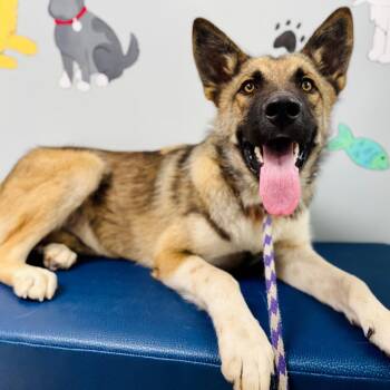 Mishka -  Shepherd Dog for Adoption in Lebanon, Missouri - Mishka | PetCurious