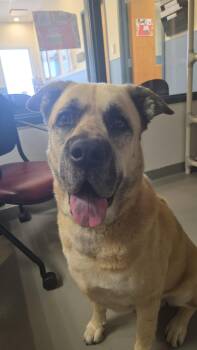 Caddy -  Anatolian Shepherd and Mixed Breed Dog for Adoption in Grand Junction, Colorado - Caddy | PetCurious