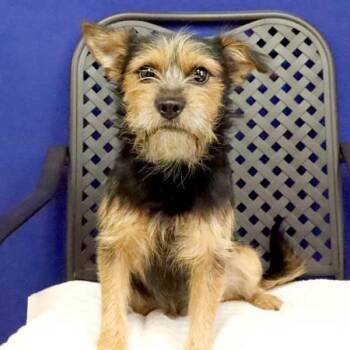Mitz -  Terrier Dog for Adoption in Fort Davis, Texas - Mitz | PetCurious