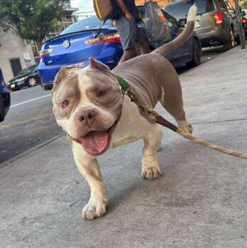 Ricotta -  Mixed Breed Dog for Adoption in New York, New York - Ricotta | PetCurious