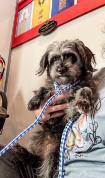 Terrier Dogs Available for Adoption - Freya Noelle | PetCurious