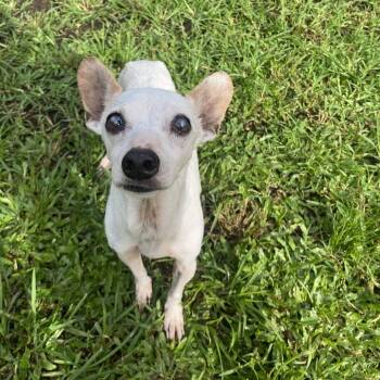 Hero -  Mixed Breed Dog for Adoption in Keaau, Hawaii - Hero | PetCurious