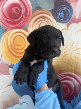 Rescue Labrador Retriever and Mixed Breed Dogs for Adoption in San Antonio, Texas - Rockport | PetCurious