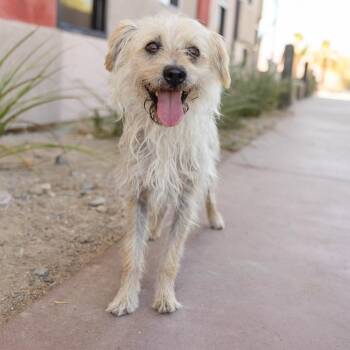 Frederick -  Poodle and Mixed Breed Dog for Adoption in Palm Springs, California - Frederick | PetCurious