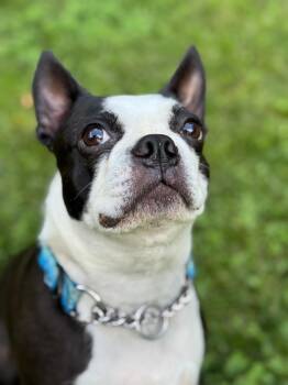 Rescue Boston Terrier Dogs for Adoption in New York, New York - Butters | PetCurious