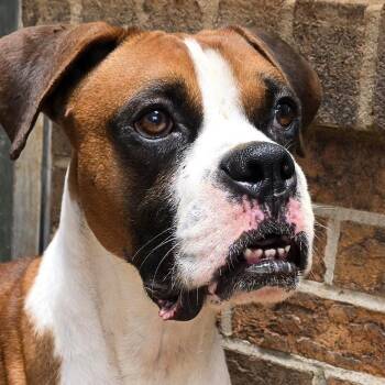 RUSTY -  Boxer Dog for Adoption in Athens, Alabama - RUSTY | PetCurious