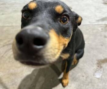 NICO -  Harrier and Mixed Breed Dog for Adoption in Colorado Springs, Colorado - NICO | PetCurious
