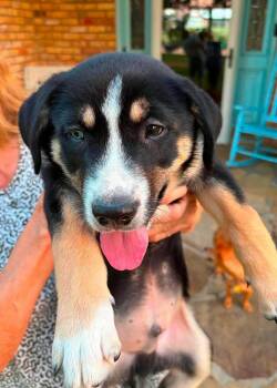 Recorder -  German Shepherd Dog and Labrador Retriever Dog for Adoption in New Baltimore, Michigan - Recorder | PetCurious