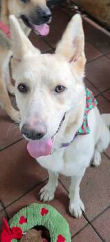 Rescue White German Shepherd Dogs for Adoption in Charlottesville, Virginia - Meet Aspen 2 Years Old 65 Pounds Swetie Pie | PetCurious