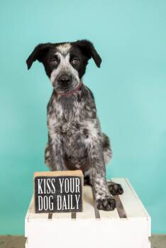 Australian Cattle Dog Blue Heeler Dogs Available for Adoption in Brighton, Colorado - 324-26 | PetCurious