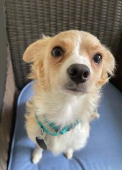 Madison -  Chihuahua Dog for Adoption in Arlington, Virginia - Madison | PetCurious