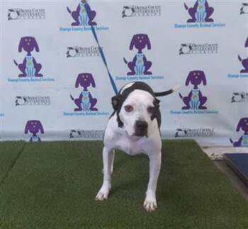 Pit Bull Terrier Dogs Available for Adoption in Orlando, Florida - JASMINE | PetCurious