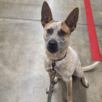 Yukon -  Australian Cattle Dog Blue Heeler Dog for Adoption in New London, Wisconsin - Yukon | PetCurious