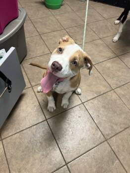 Rescue Pit Bull Terrier Dogs for Adoption in Marion, Ohio - Emmett | PetCurious