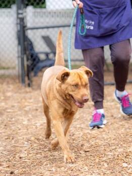 Mommy Pup -  Mixed Breed Dog Available for Adoption in Chamblee, Georgia - Mommy Pup | PetCurious