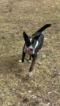 Jasper -  Mixed Breed Dog for Adoption in Ellijay, Georgia - Jasper | PetCurious