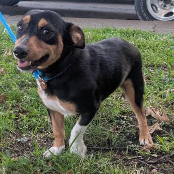 Rescue Corgi and Chiweenie Dogs for Adoption in Dallas, Texas - Riggs | PetCurious