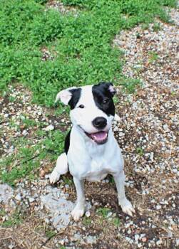 Pit Bull Terrier and Mixed Breed Dogs Available for Adoption in Morton Grove, Illinois - Sadie | PetCurious