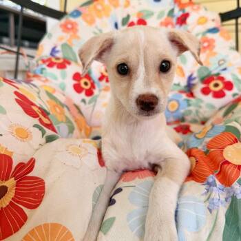 Beignet -  Chihuahua and Mixed Breed Dog for Adoption in Lewisville, Texas - Beignet | PetCurious