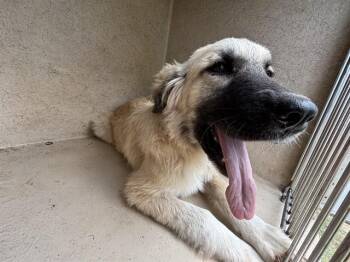 Anatolian Shepherd Dogs Available for Adoption in Oklahoma City, Oklahoma - A475125 | PetCurious