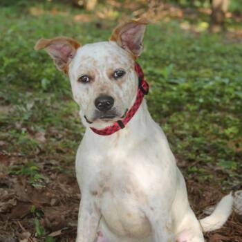 Ollie S1 -  Cattle Dog Dog for Adoption in Natchitoches, Louisiana - Ollie S1 | PetCurious
