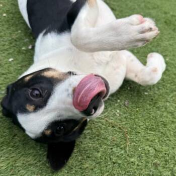 Bogart -  Mixed Breed Dog Available for Adoption - Bogart | PetCurious