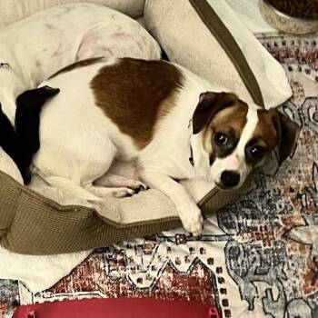 Chihuahua and None Dogs Available for Adoption in Tampa, Florida - Cookie Butter | PetCurious