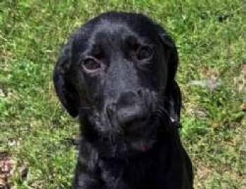 Lucy -  Flat Coated Retriever Dog for Adoption in Sudbury, Massachusetts - Lucy | PetCurious