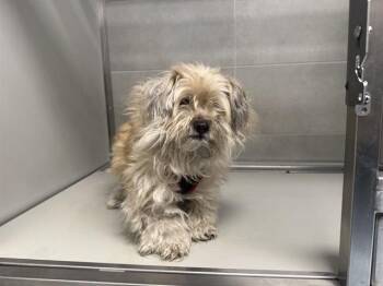 MATTIE -  Maltese Dog for Adoption in Rowlett, Texas - MATTIE | PetCurious
