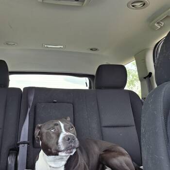 Rescue Pit Bull Terrier Dogs for Adoption in West Branch, Michigan - Tyson | PetCurious