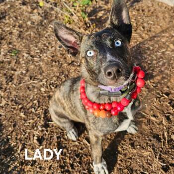 Lady -  Husky and Mixed Breed Dog for Adoption in Madisonville, Tennessee - Lady | PetCurious