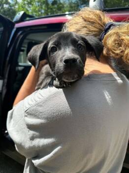 Leslie (AVAILABLE 6/16) -  Boxer and Mixed Breed Dog for Adoption in Leverett, Massachusetts - Leslie (AVAILABLE 6/16) | PetCurious
