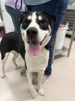 Apollo -  Labrador Retriever and Husky Dog for Adoption in Columbus, Indiana - Apollo | PetCurious