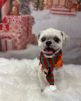 Rescue Shih Tzu Dogs for Adoption in Phoenix, Arizona - Lenny | PetCurious