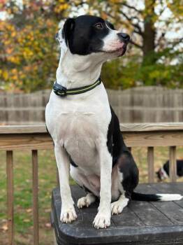 Rescue Boxer and Pit Bull Terrier Dogs for Adoption in Collingswood, New Jersey - Nala | PetCurious