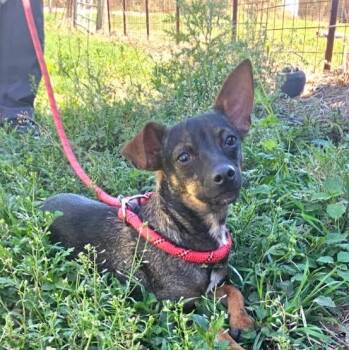 Chihuahua and Mixed Breed Dogs Available for Adoption in Corpus Christi, Texas -  Cardi B | PetCurious