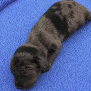 Malachi -  Catahoula Leopard Dog Dog for Adoption in Grand Bay, Alabama - Malachi | PetCurious
