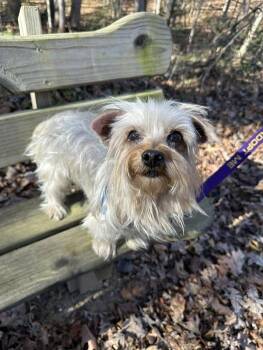 Rescue Yorkshire Terrier Dogs for Adoption in Maidens, Virginia - Jazz | PetCurious