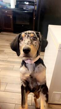 Catahoula Leopard Dog Dogs Available for Adoption in Plain City, Ohio - Stevie | PetCurious
