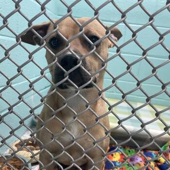 Mixed Breed Dogs Available for Adoption in Port Charlotte, Florida - 0591-D26 | PetCurious