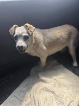 STINSON -  Terrier Dog for Adoption in San Antonio, Texas - STINSON | PetCurious