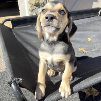 Jewels Pup: Jade -  Chihuahua and Beagle Dog for Adoption in Falls Church, Virginia - Jewels Pup: Jade | PetCurious
