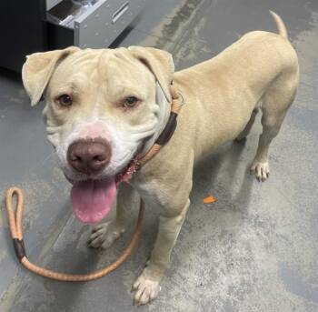 American Bulldog and Mixed Breed Dogs Available for Adoption in Tallahassee, Florida - HAWKS | PetCurious