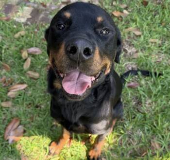Mr. Wells -  Rottweiler Dog Available for Adoption in Polk, Ohio - Mr. Wells | PetCurious