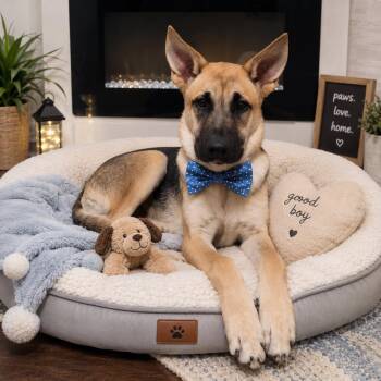 JAMES GS -  German Shepherd Dog Dog for Adoption in Lucas, Texas - JAMES GS | PetCurious