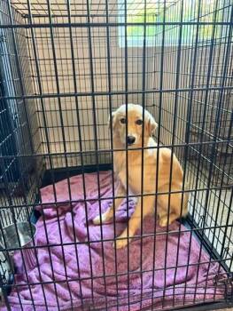 Siro -  Golden Retriever Dog for Adoption in Georgetown, Ohio - Siro | PetCurious