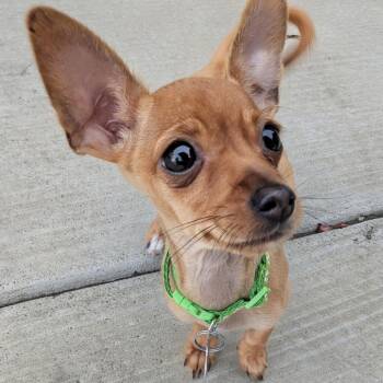 Chihuahua Dogs Available for Adoption in Richmond, California - DOBBY | PetCurious